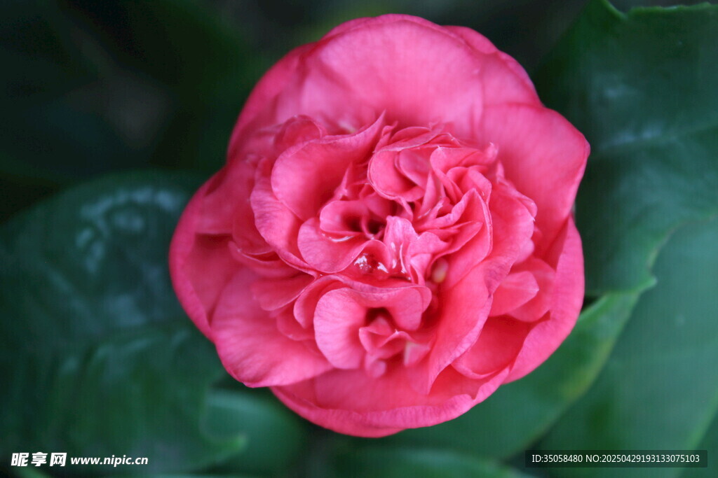 娇艳粉色花朵特写