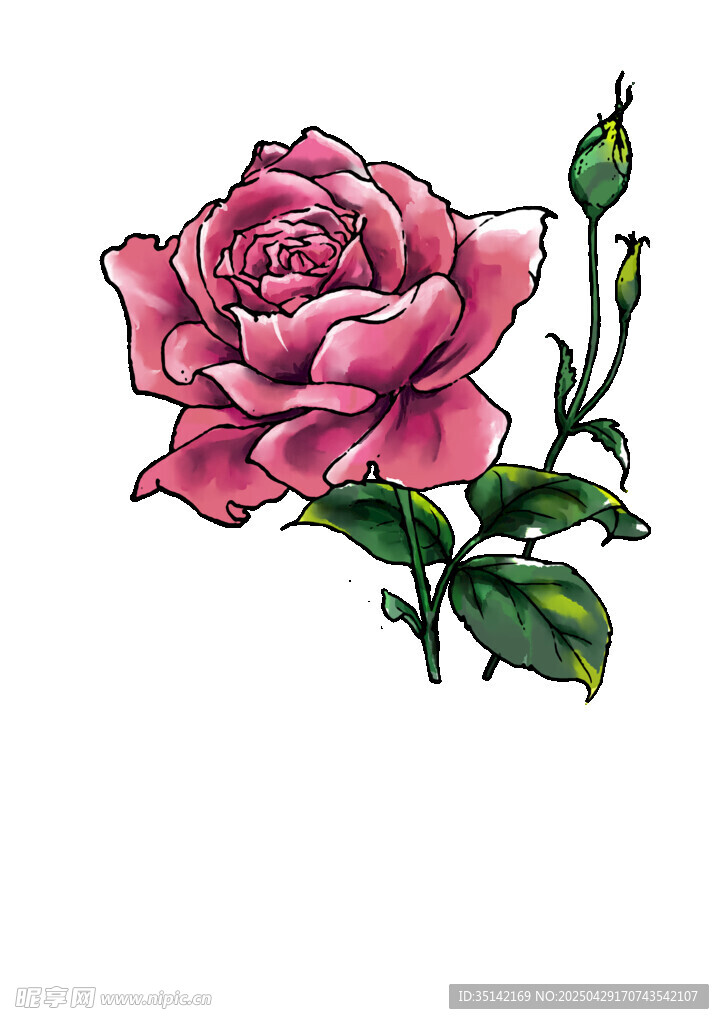 粉色玫瑰插画