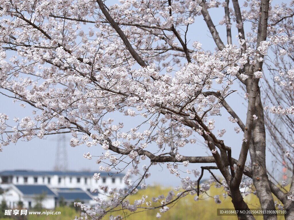 春日绽放的烂漫樱花树