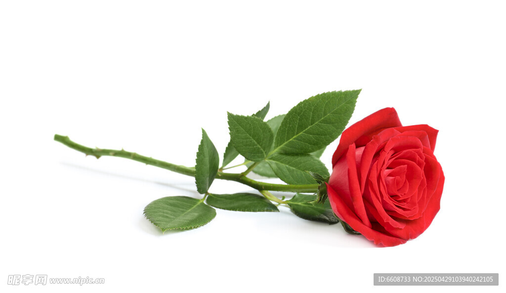 单支红玫瑰特写