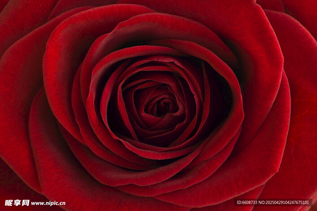 娇艳红玫瑰特写