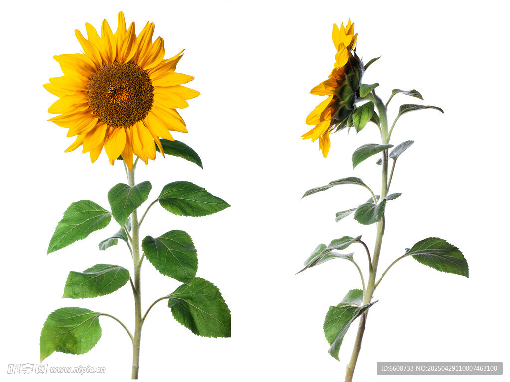 两株向日葵特写