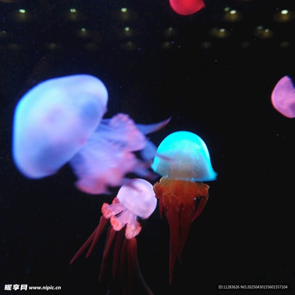 梦幻水母在水中轻盈舞动