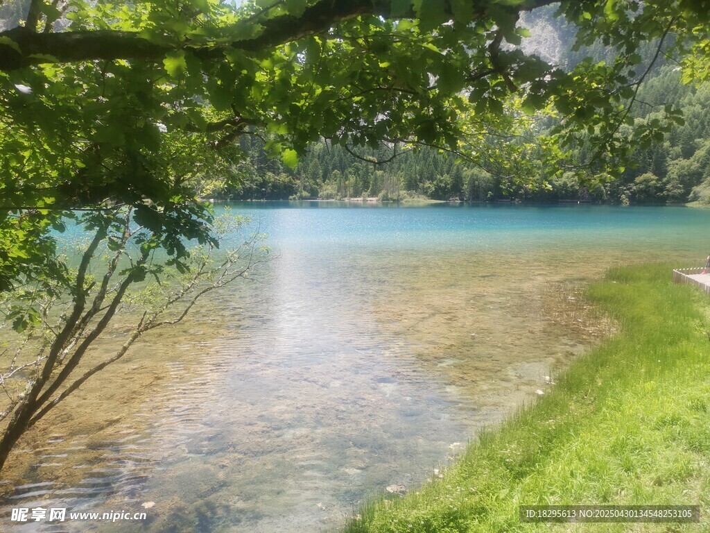 湖畔绿荫下的清澈水域