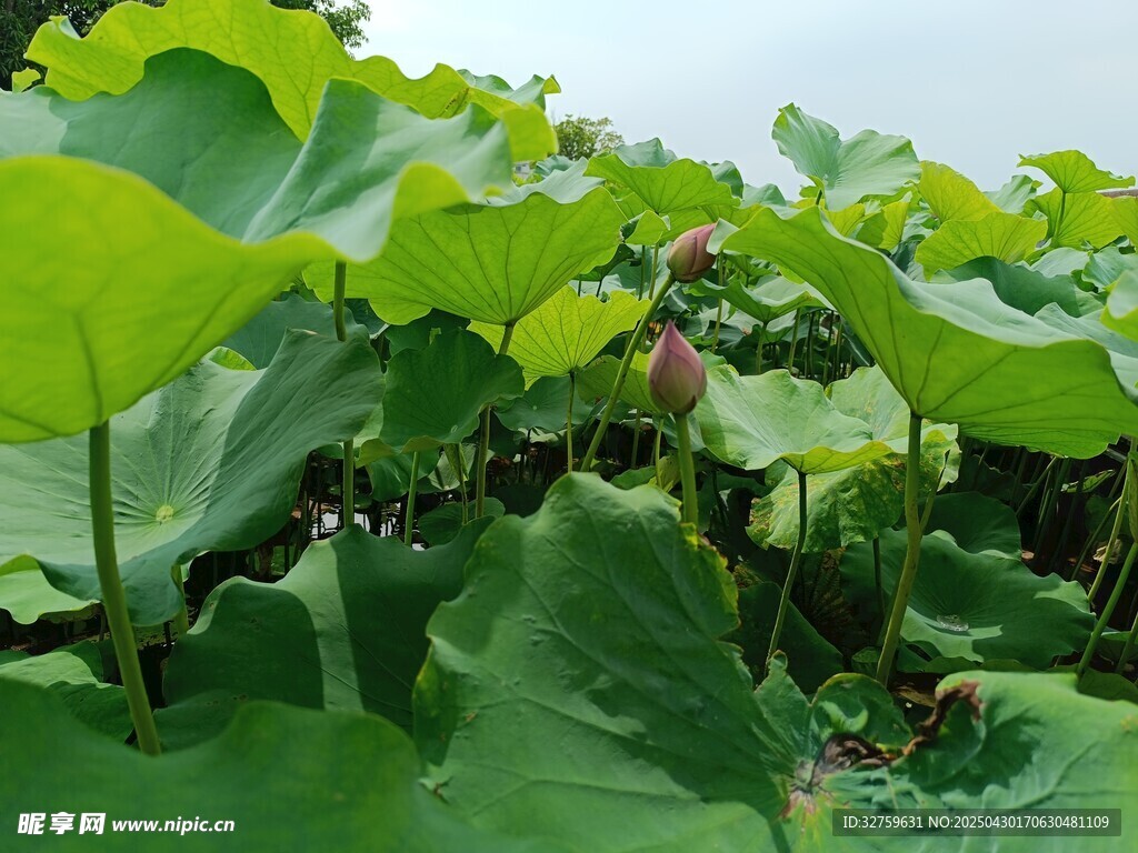 夏日 荷塘 荷叶 植物 自然 