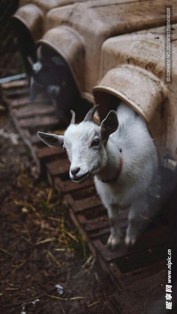 管道旁的小白羊