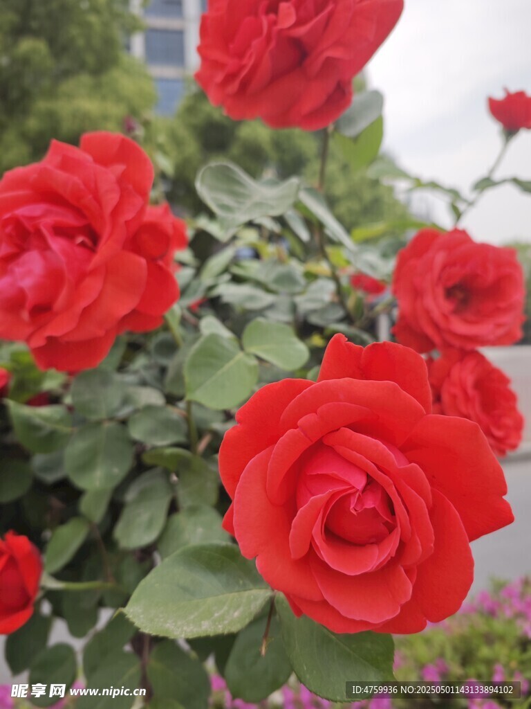 娇艳红玫瑰绽放