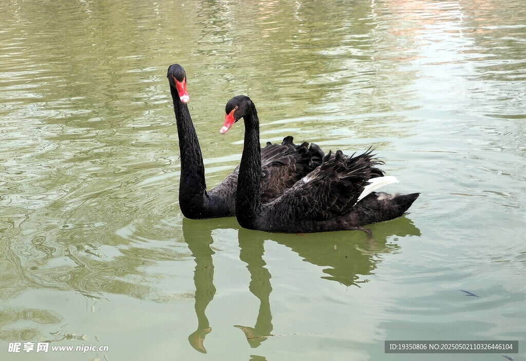 双黑天鹅悠游于碧波间