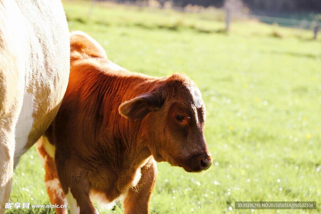 草地上的小牛