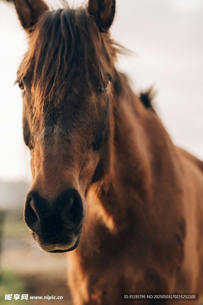 棕色骏马特写
