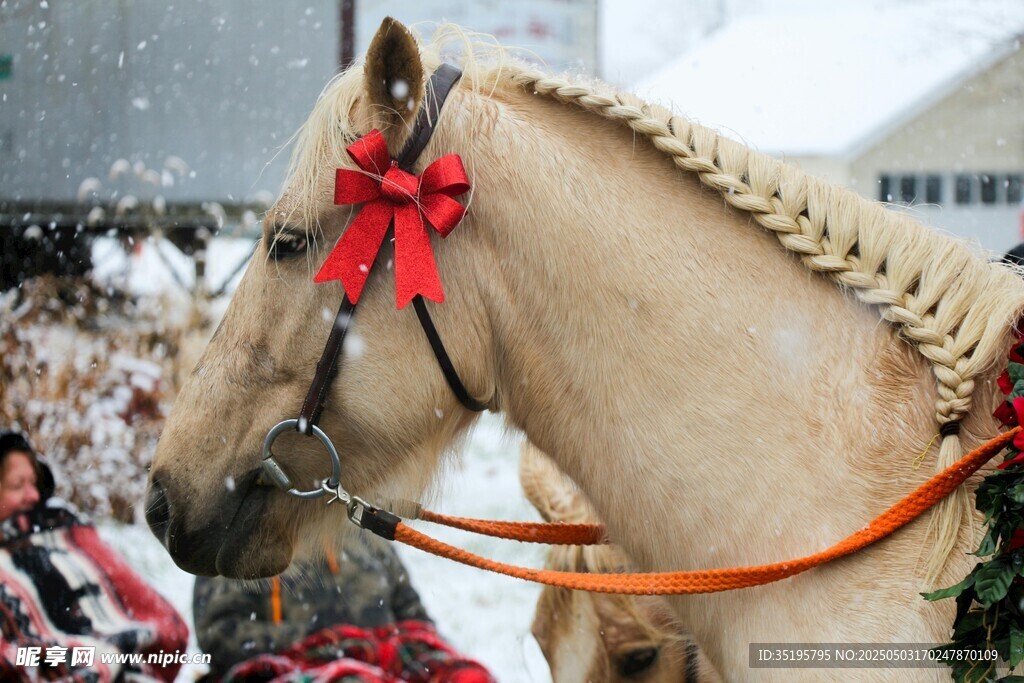 节日装饰的美丽编辫骏马