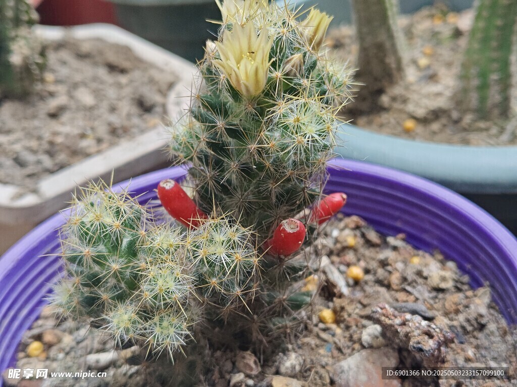 紫色盆中带红果的仙人掌