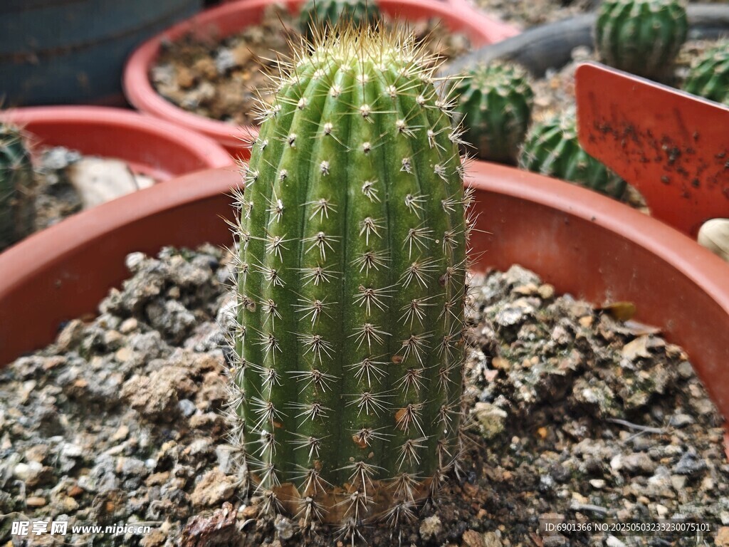 盆栽仙人掌特写