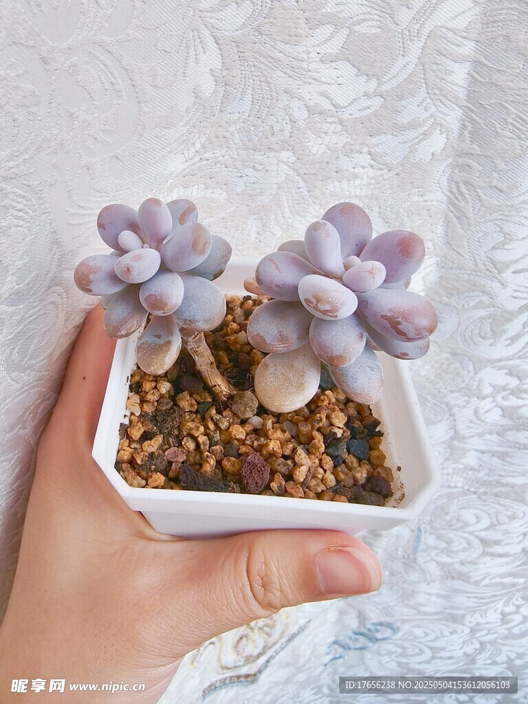 手捧可爱紫色多肉植物