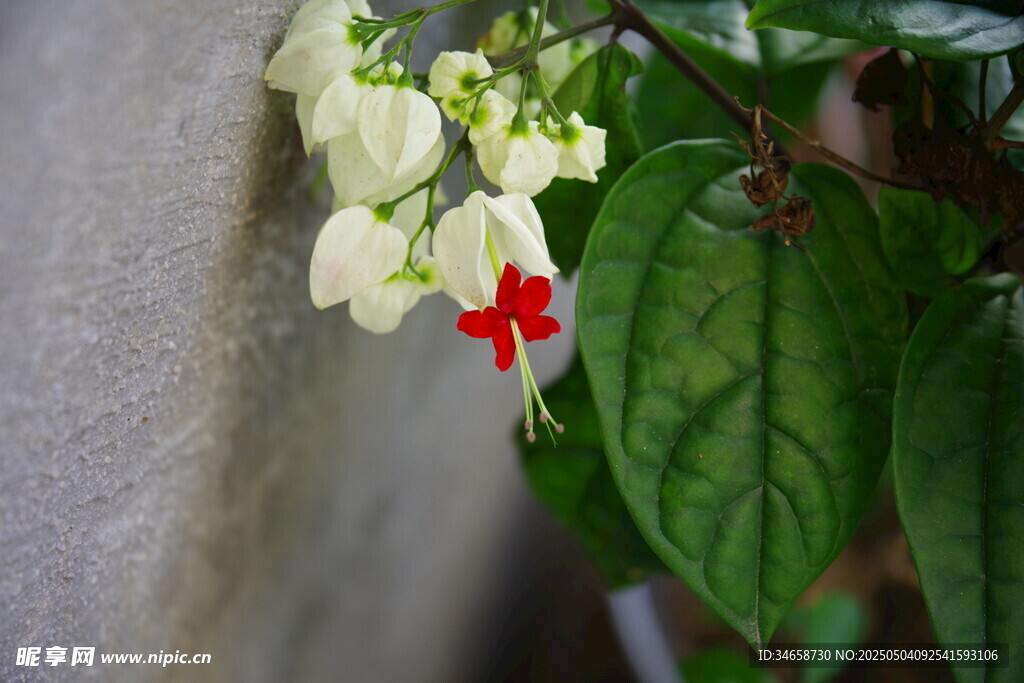 墙边白红相间美丽花卉
