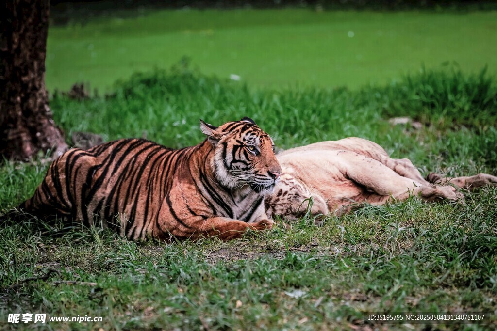 草地上休憩的老虎与野猪