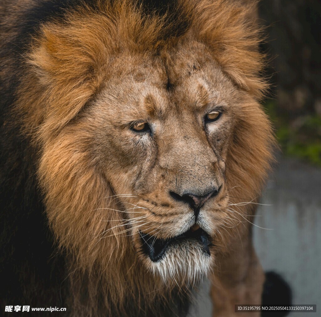 威严雄狮特写