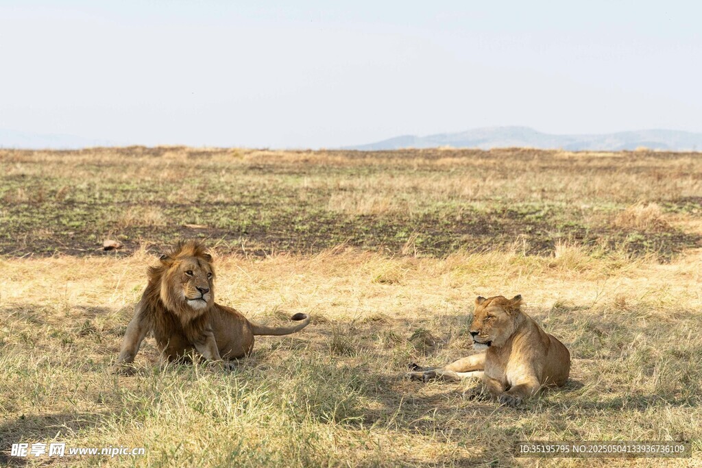 草原上的两只狮子