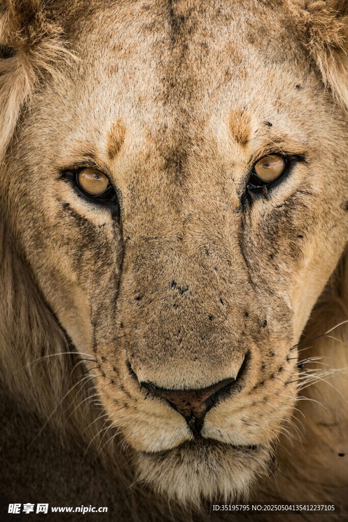 威严雄狮特写