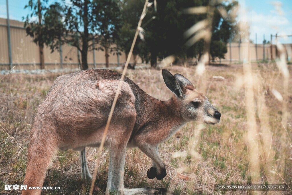 野外站立的袋鼠