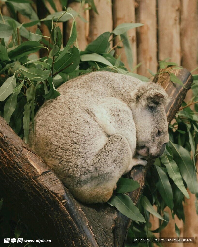 酣睡的考拉