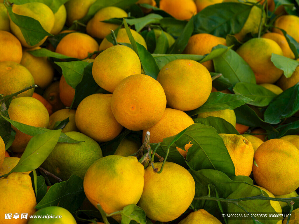 金黄饱满的柑橘果实