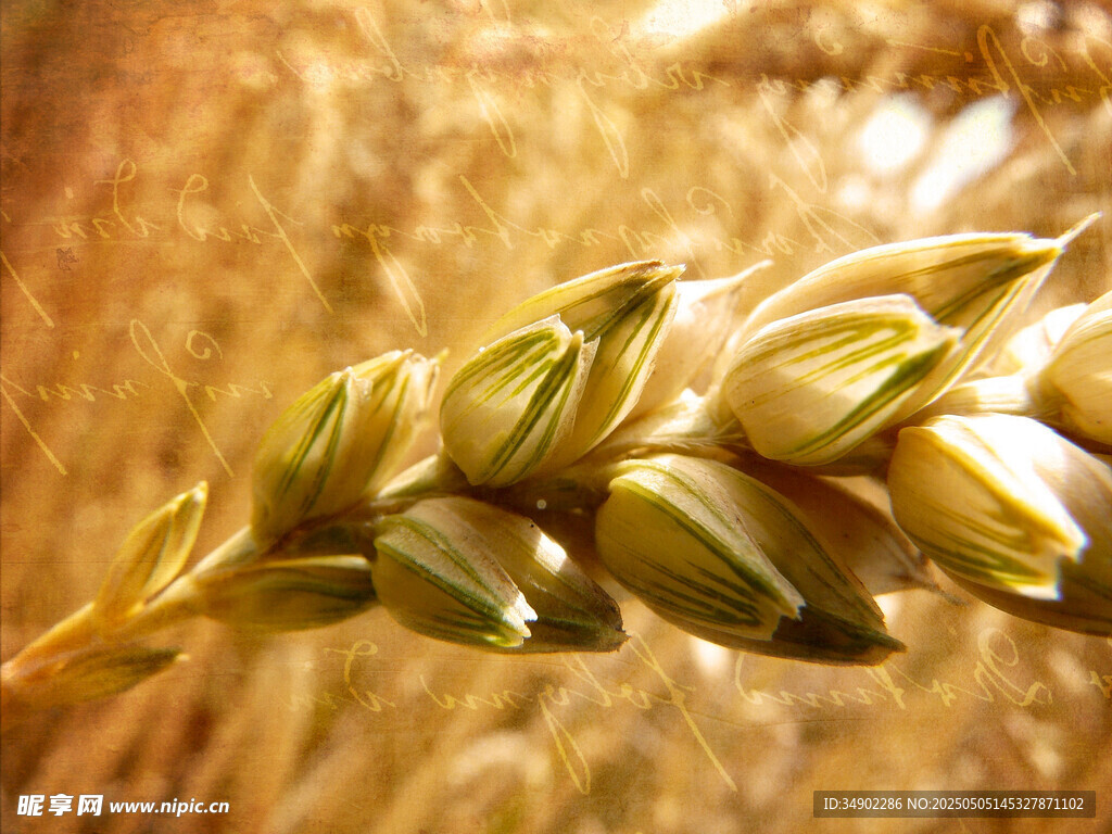 金黄麦穗特写