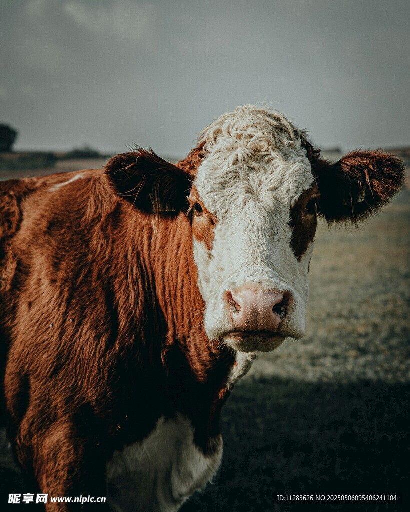 棕白相间的奶牛特写