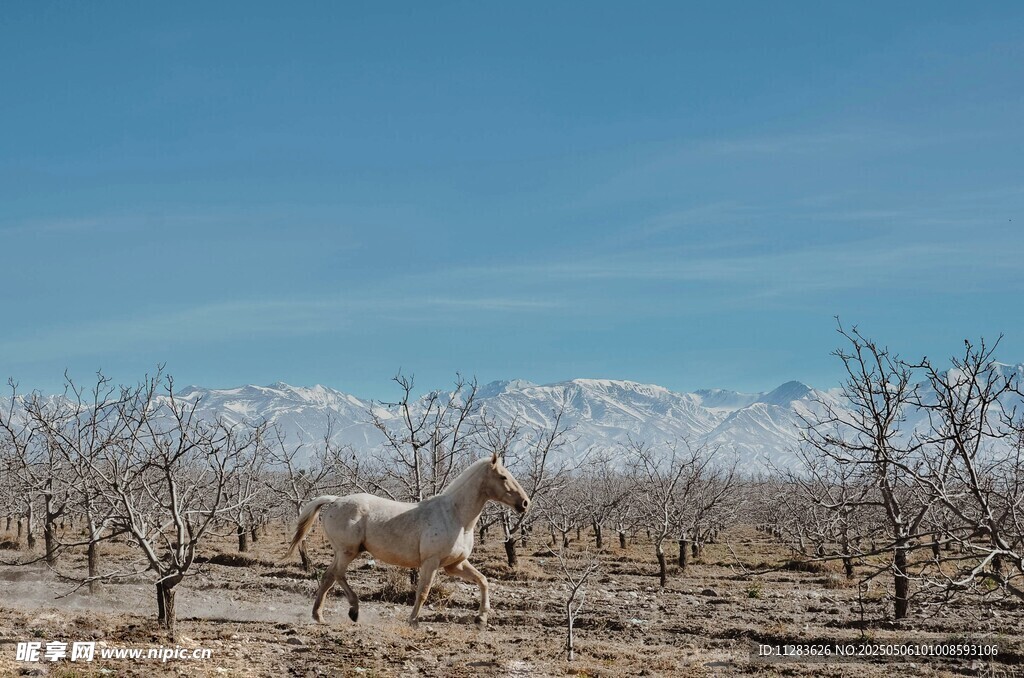 旷野中的骏马与枯树景观