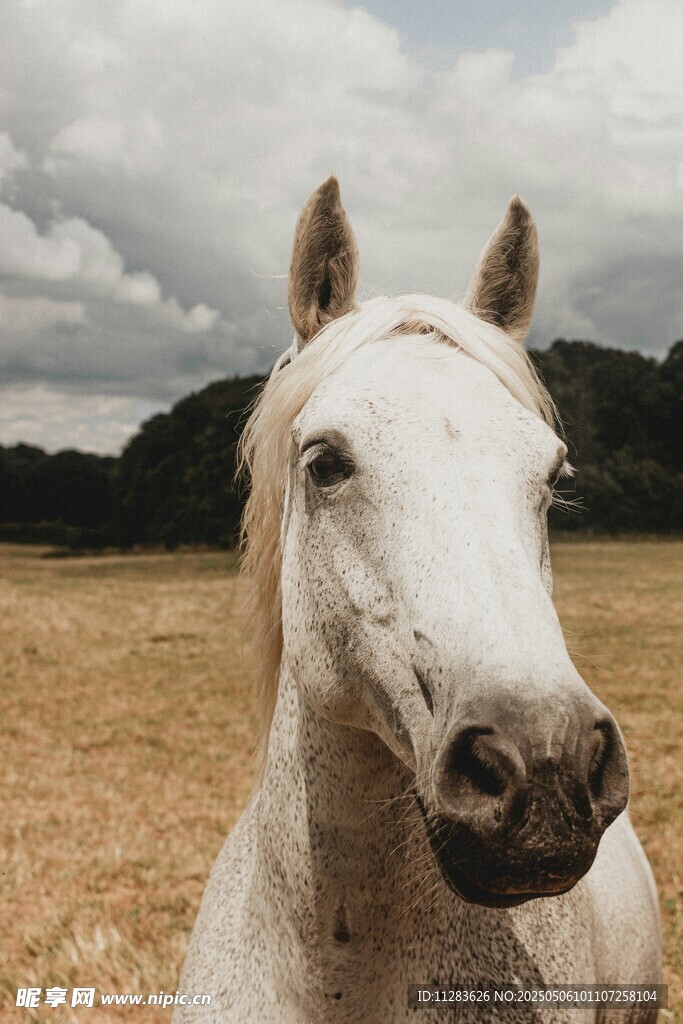 田野中的白色骏马