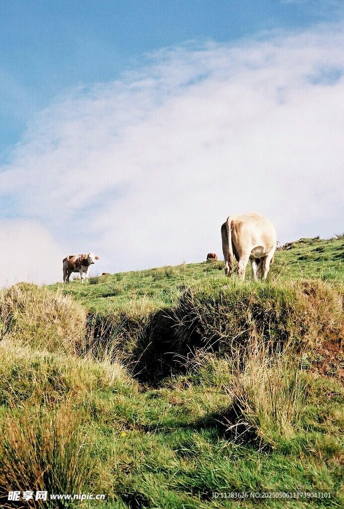 草原上悠闲吃草的羊群