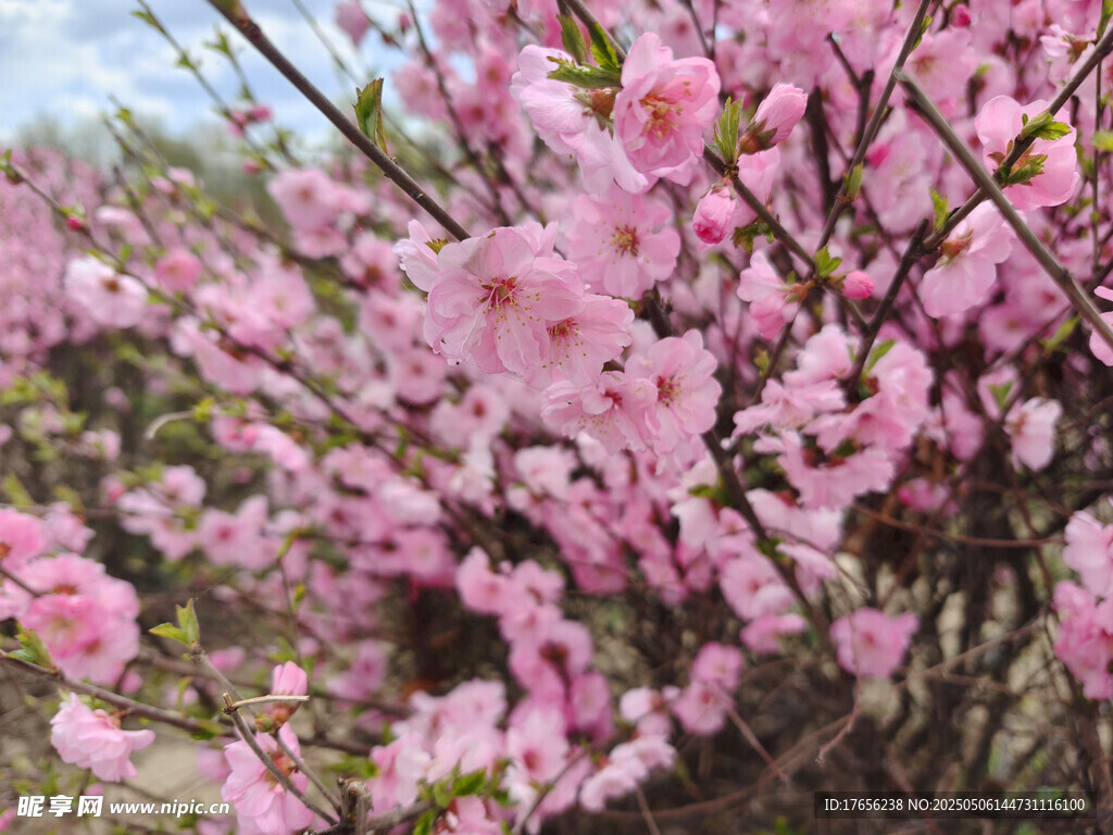 烂漫粉色花枝绽放