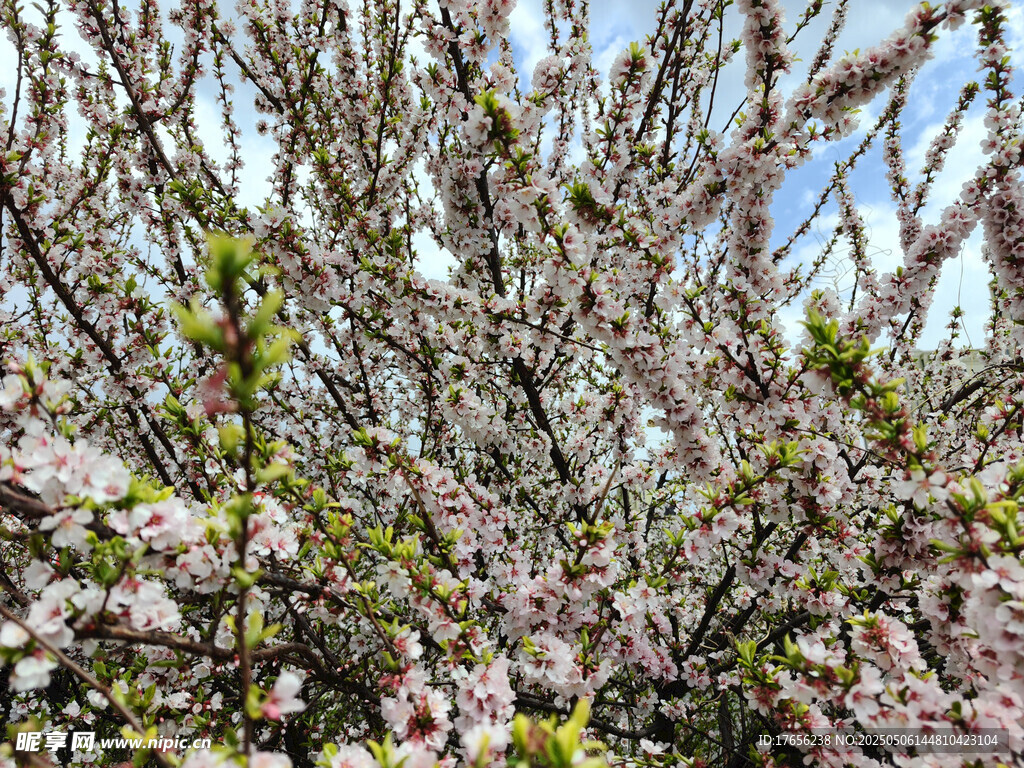 繁花满枝的烂漫景象