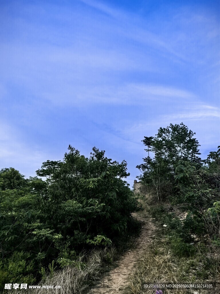 山间小径旁的葱郁树木