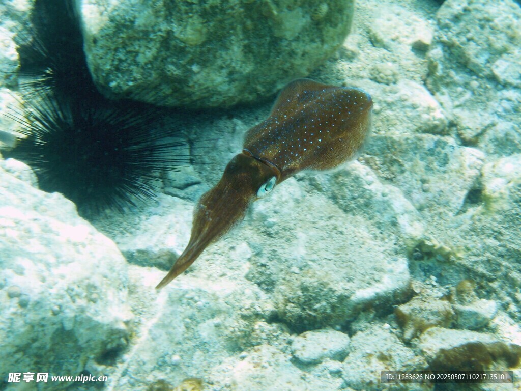 水中游动的褐色小鱼