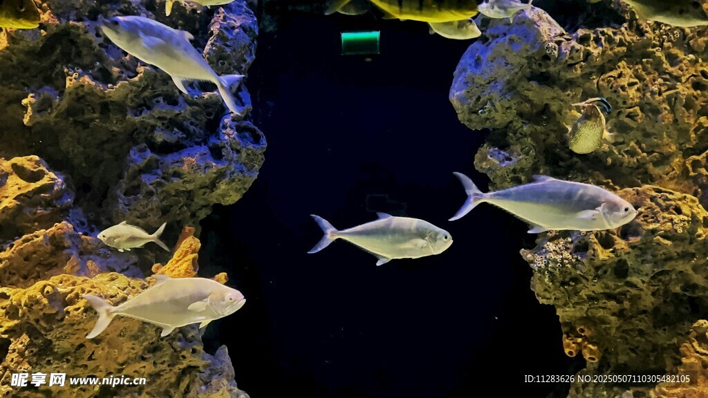 海洋中游弋的多彩小鱼