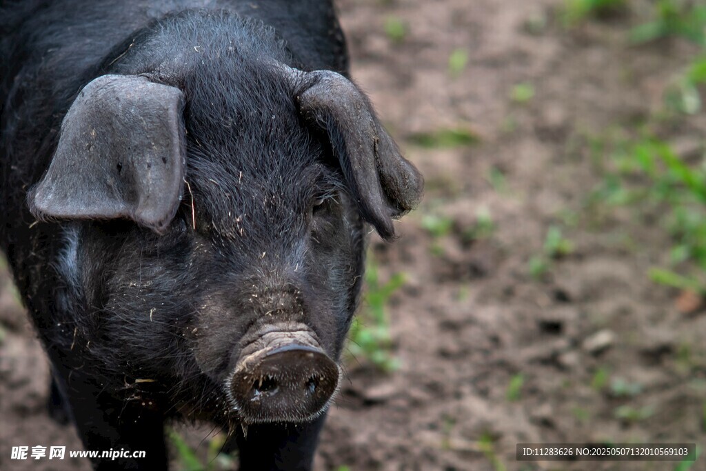 黑猪近景特写