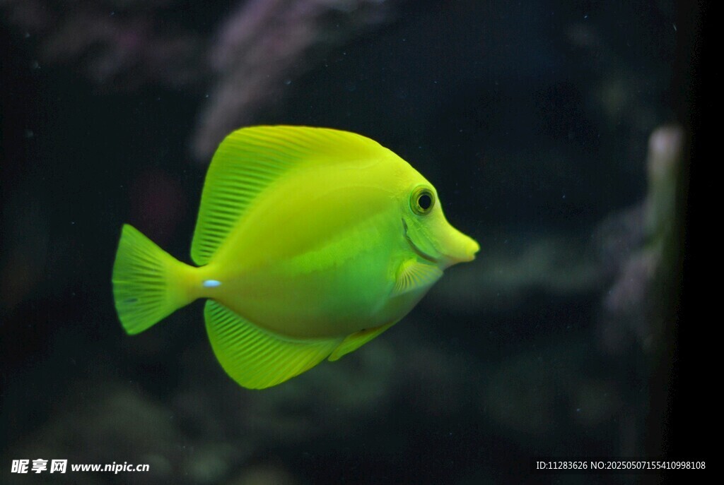 黄色热带鱼水中悠游