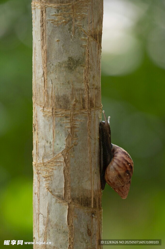 树干上的蜗牛