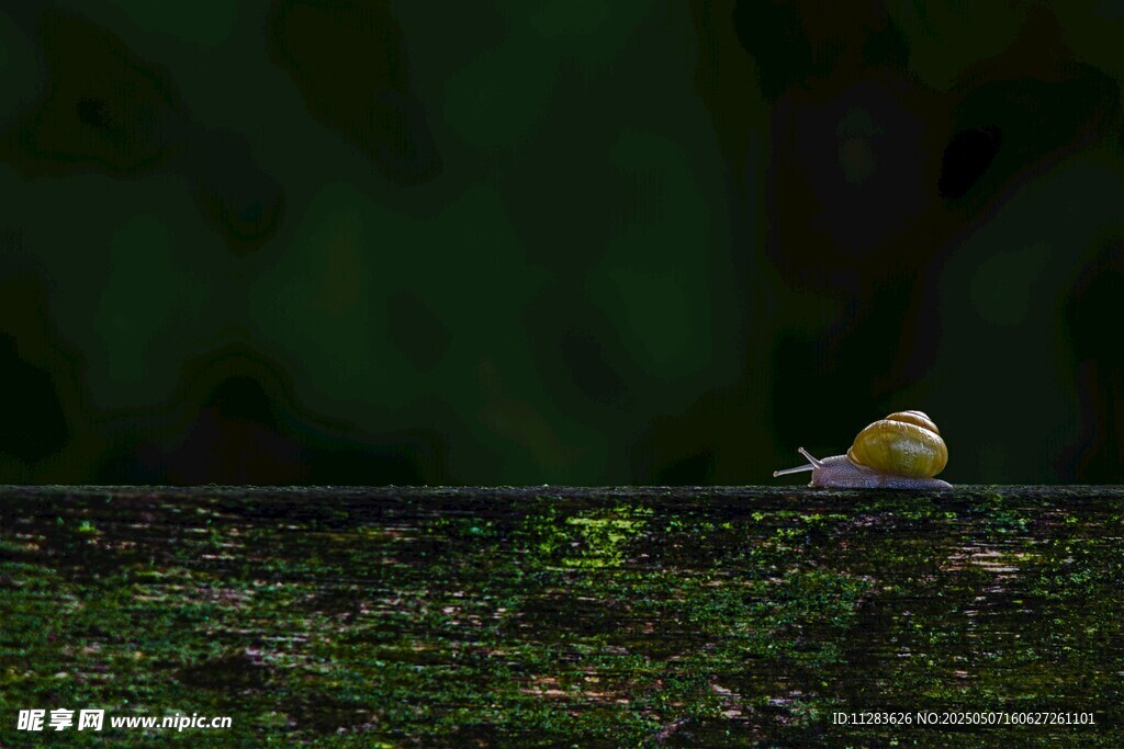 草丛中的小蜗牛