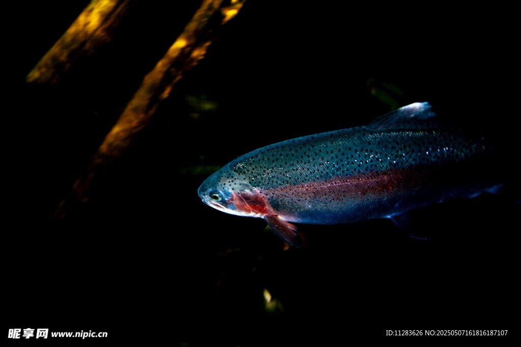 灵动多彩观赏鱼