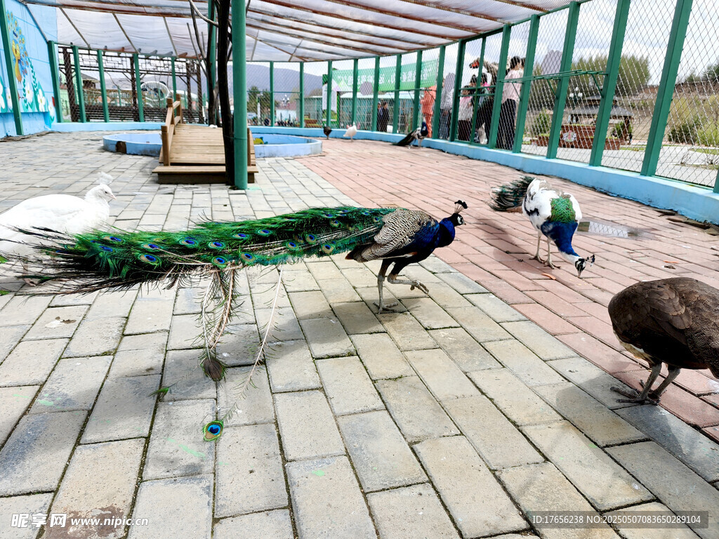 庭院中漫步的孔雀