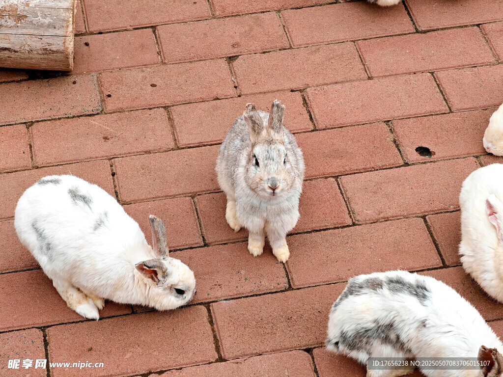 一群可爱兔子在户外