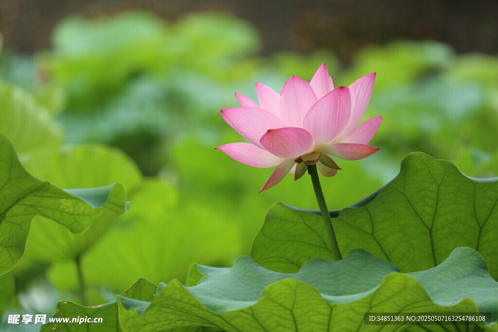 粉色荷花绽放于绿叶间
