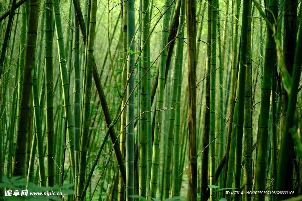 翠绿竹林 自然清新景致