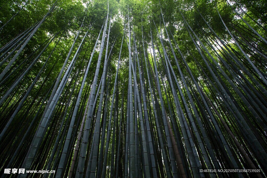 竹林深处的光影世界