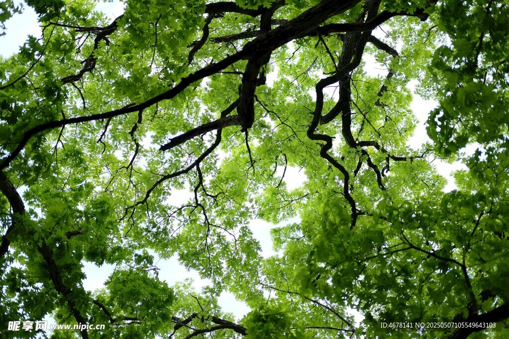 仰视繁茂枝叶的绿意世界