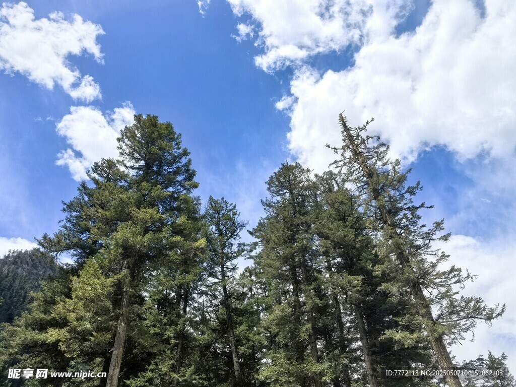 蓝天白云下的茂密松树林