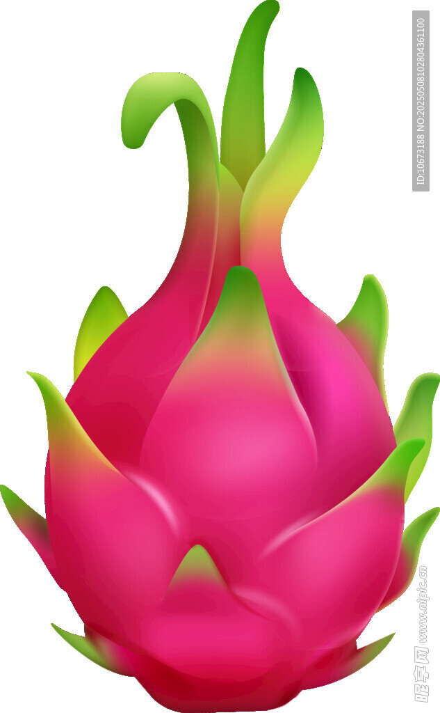 鲜艳火龙果插画