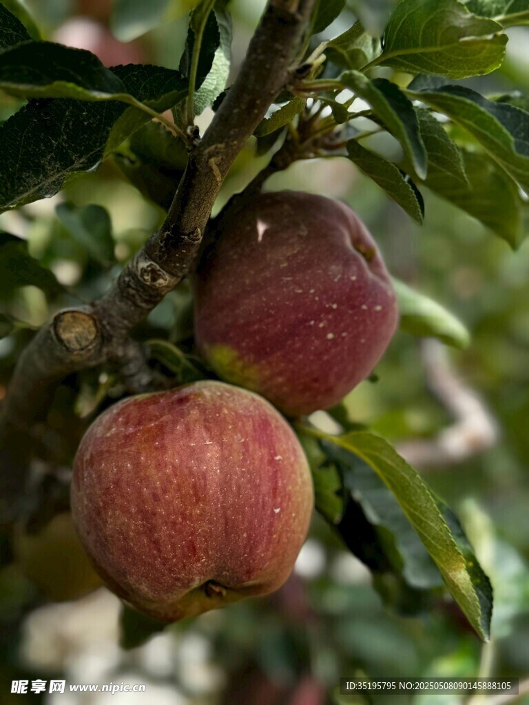 枝头红苹果